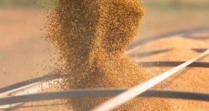 Mercados agrícolas abrem semana em alta