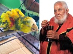 Papagaio de Frei Damião está vivo até hoje: tem quase 90 anos e emociona fiéis; vídeo
