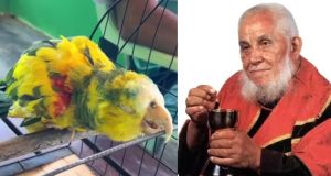 Papagaio de Frei Damião está vivo até hoje: tem quase 90 anos e emociona fiéis; vídeo