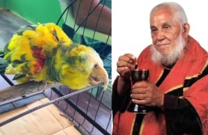 Papagaio de Frei Damião está vivo até hoje: tem quase 90 anos e emociona fiéis; vídeo