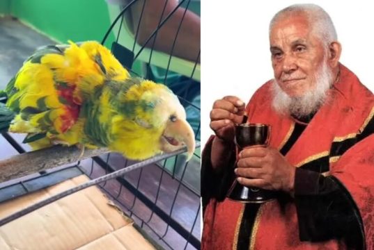 Papagaio de Frei Damião está vivo até hoje: tem quase 90 anos e emociona fiéis; vídeo