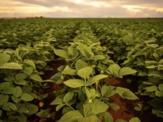 Famato impulsiona centro de mediação de conflitos no agro de MT