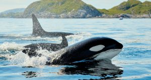 RIVALIDADE NOS OCEANOS: sons emitidos pela criatura das profundezas dá medo até nas orcas; vídeo
