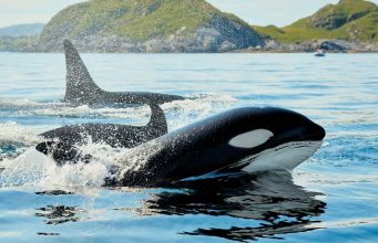RIVALIDADE NOS OCEANOS: sons emitidos pela criatura das profundezas dá medo até nas orcas; vídeo
