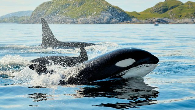 orca-no-oceano-1920x1080