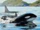 RIVALIDADE NOS OCEANOS: sons emitidos pela criatura das profundezas dá medo até nas orcas; vídeo