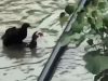 RESGATE EMOCIONANTE: pato salva galinha carregando a ave nas costas; vídeo