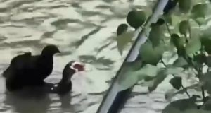 RESGATE EMOCIONANTE: pato salva galinha carregando a ave nas costas; vídeo
