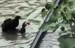 RESGATE EMOCIONANTE: pato salva galinha carregando a ave nas costas; vídeo