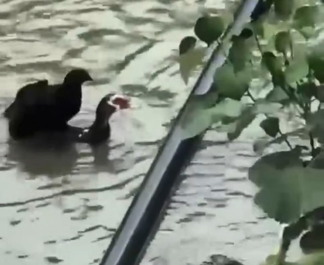 pato