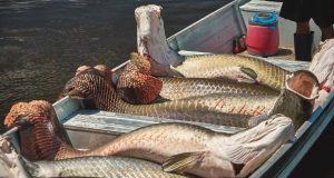 Pirarucu atrai pescadores e impulsiona turismo em rio de Mato Grosso