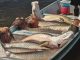 Pirarucu atrai pescadores e impulsiona turismo em rio de Mato Grosso