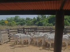 NORTÃO MT: nove cabeças de gado furtadas são recuperadas pela PC nesta quarta-feira(19)