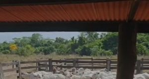 NORTÃO MT: nove cabeças de gado furtadas são recuperadas pela PC nesta quarta-feira(19)