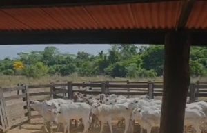NORTÃO MT: nove cabeças de gado furtadas são recuperadas pela PC nesta quarta-feira(19)