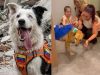 Dia Mundial do Cachorro: 7 histórias emocionantes de cães heróis que salvaram vidas