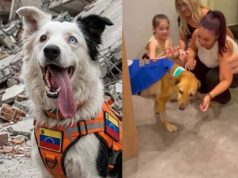Dia Mundial do Cachorro: 7 histórias emocionantes de cães heróis que salvaram vidas