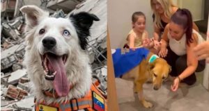 Dia Mundial do Cachorro: 7 histórias emocionantes de cães heróis que salvaram vidas