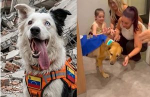Dia Mundial do Cachorro: 7 histórias emocionantes de cães heróis que salvaram vidas