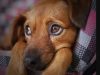 DEZOITO MESES SEN CNH: motorista que abandonar ou ajudar no abandono de animais em vias públicas poderão ser multados