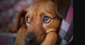 DEZOITO MESES SEM CNH: motorista que abandonar ou ajudar no abandono de animais em vias públicas poderão ser multados