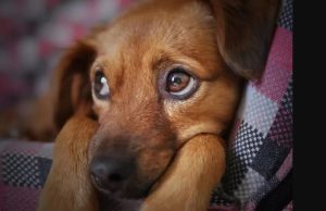 DEZOITO MESES SEM CNH: motorista que abandonar ou ajudar no abandono de animais em vias públicas poderão ser multados