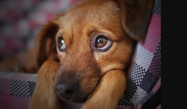 cão abandonado