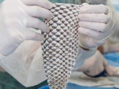 Brasil terá 1ª fábrica do mundo de curativos com pele de tilápia no Ceará; investimento de R$ 52 milhões