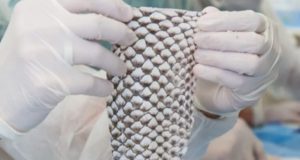 Brasil terá 1ª fábrica do mundo de curativos com pele de tilápia no Ceará; investimento de R$ 52 milhões