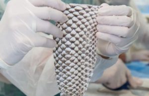 Brasil terá 1ª fábrica do mundo de curativos com pele de tilápia no Ceará; investimento de R$ 52 milhões
