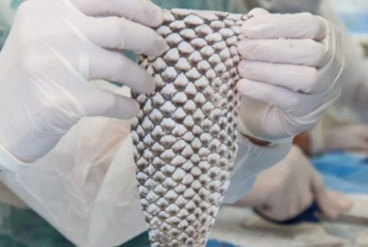 Brasil terá 1ª fábrica do mundo de curativos com pele de tilápia no Ceará; investimento de R$ 52 milhões