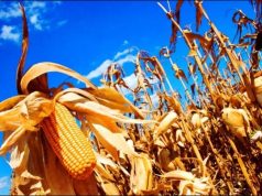 Colheita da safrinha é 100% concluída em Mato Grosso; e estado já se prepara para bater recorde histórico de 57 milhões