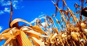 Colheita da safrinha é 100% concluída em Mato Grosso; e estado já se prepara para bater recorde histórico de 57 milhões