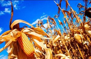 Colheita da safrinha é 100% concluída em Mato Grosso; e estado já se prepara para bater recorde histórico de 57 milhões