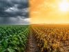 El Niño já assusta produtores e atrasa plantio da soja em Mato Grosso