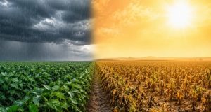 El Niño já assusta produtores e atrasa plantio da soja em Mato Grosso