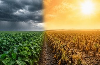 El Niño já assusta produtores e atrasa plantio da soja em Mato Grosso