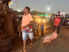 Caminhão tomba e porcos são saquedos; motorista ficou ferido e foi socorrido
