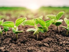 Analista aponta dois fatores que mexem com o agro