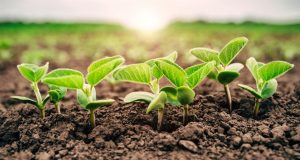 Analista aponta dois fatores que mexem com o agro