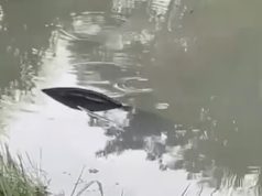Mulher e duas crianças são resgatadas após carro cair em lago e ficar submerso na BR-163