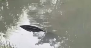 Mulher e duas crianças são resgatadas após carro cair em lago e ficar submerso na BR-163