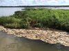Morte de 5 mil peixes em hidrelétrica de MT volta à Justiça após 11 anos