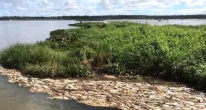 Morte de Milhares de Peixes em Hidrelétrica no Rio Teles Pires Volta à Justiça