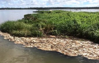 Morte de Milhares de Peixes em Hidrelétrica no Rio Teles Pires Volta à Justiça