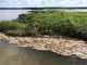 Morte de Milhares de Peixes em Hidrelétrica no Rio Teles Pires Volta à Justiça