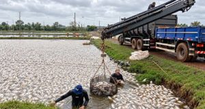 Apagão mata 450 mil peixes e deixa prejuízo de R$ 2,5 milhões na piscicultura