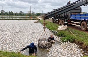 Apagão mata 450 mil peixes e deixa prejuízo de R$ 2,5 milhões na piscicultura