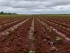 Irregularidade das chuvas limita plantio da soja em Mato Grosso