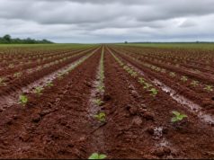 Irregularidade das chuvas limita plantio da soja em Mato Grosso